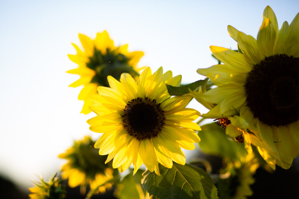 sunflowers in garden