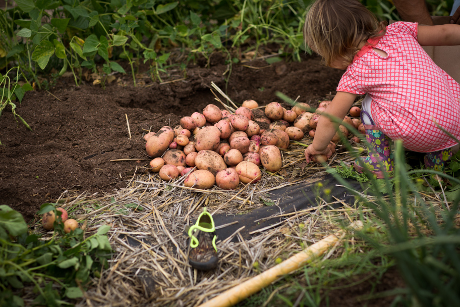 kid harvesting potatoes 