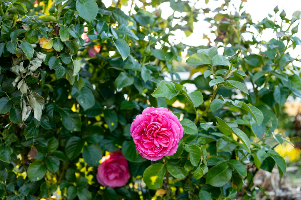 pink rose in cottage garden