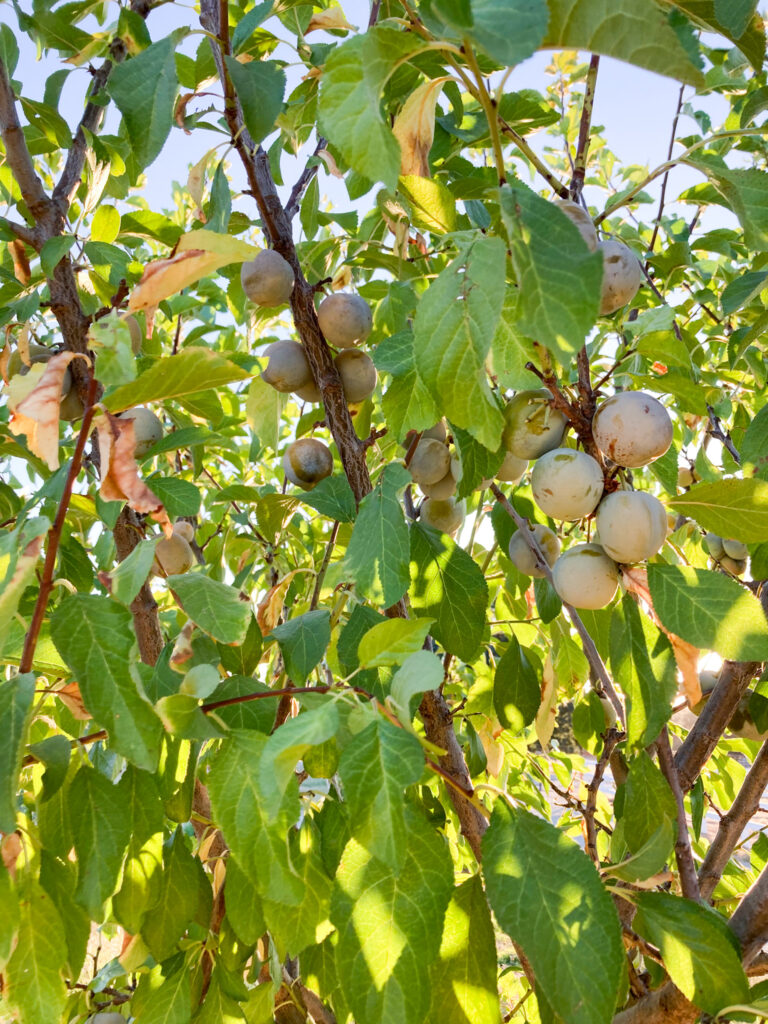 plum tree in summer