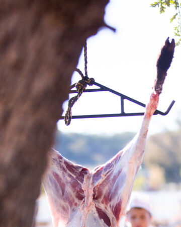butchering sheep