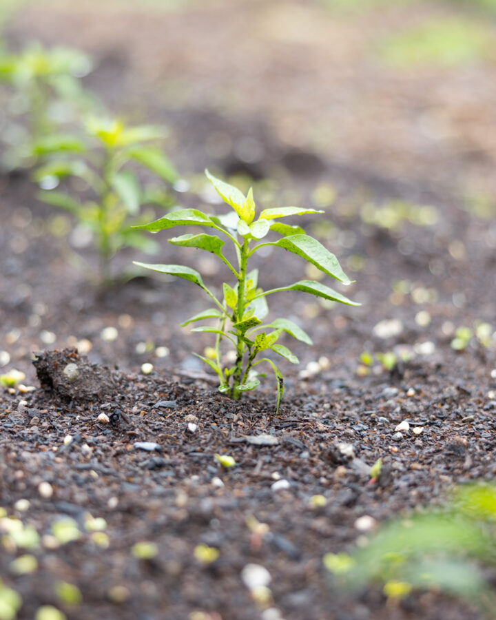 pepper seedlings hardening off in garden